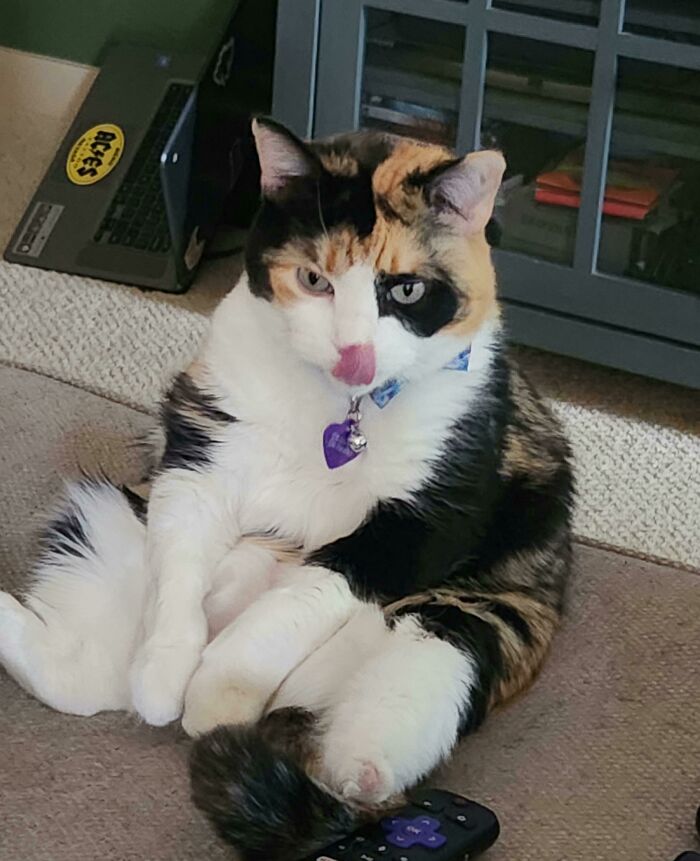 This Is Cali. She Was Born With 3.5 Legs And Is The Sweetest Cat I've Ever Known. She Is A Certified Derpy Princess