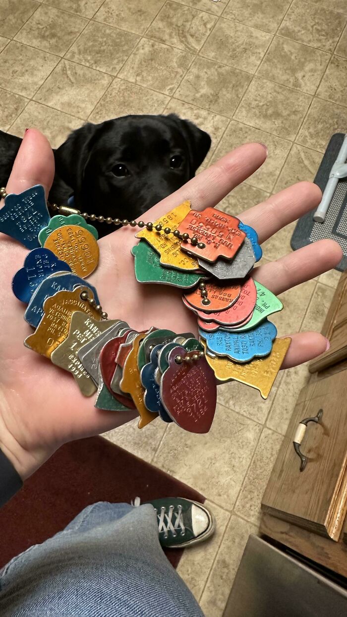 My Grandpa Kept Almost All Of The Rabies Tags From His Dogs