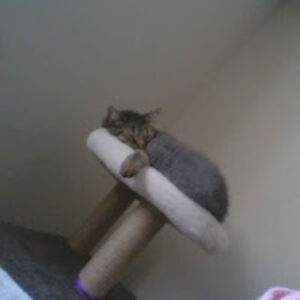 catherineandrews avatar