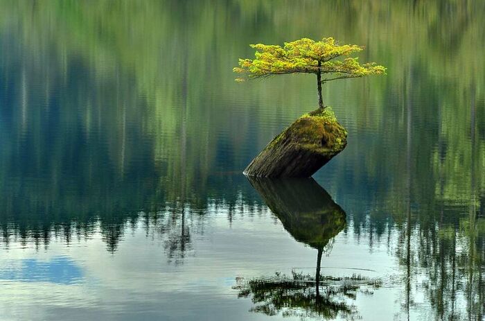 Este bonsái crece de forma natural en medio de un lago