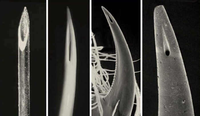 Comparison Of The Tip Of A Hypodermic Needle, Viper's Fang, Spider's Fang And The Stinger Of A Scorpion