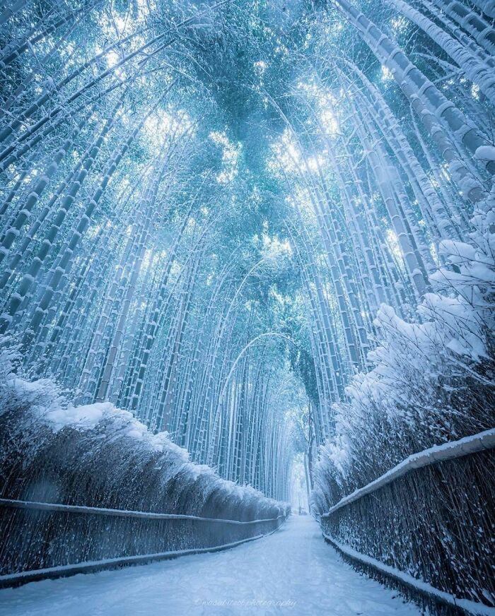 Frozen Bamboo Path In Kyoto