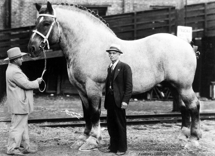 El caballo más grande del mundo, Brooklyn "Brookie" Supreme