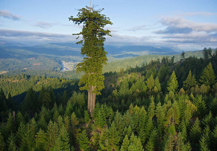 Hyperion, el árbol vivo más alto del mundo (115,55 metros)