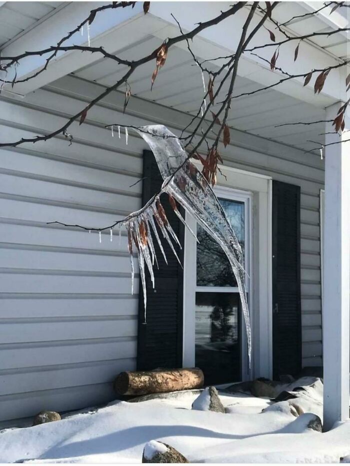Freeze, Thaw And Refreeze Caused This Icicle To Look Like A Hummingbird
