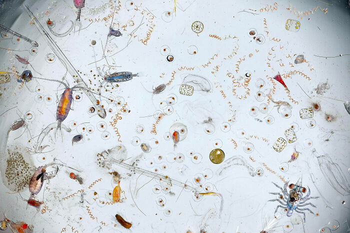 Una sola gota de agua de mar vista con microscopio