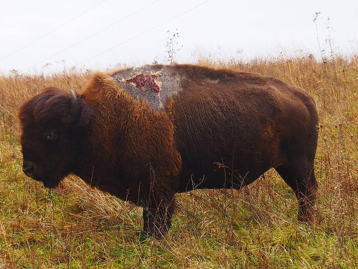 A Bison Still Alive After Being Struck By Lightning