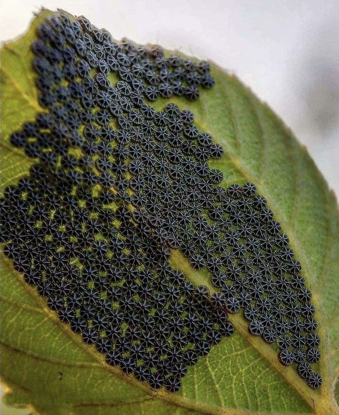 Butterfly Eggs Of The Species Nymphalis Antiopa