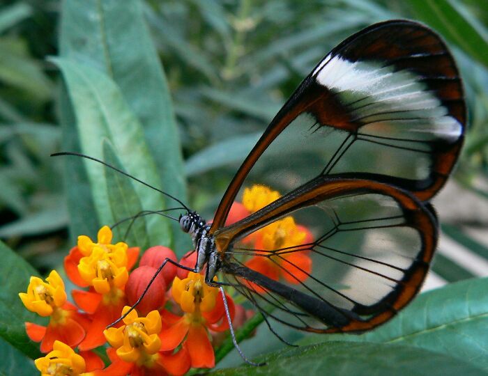 La mariposa cristal. Una de las criaturas más delicadamente bellas que existen