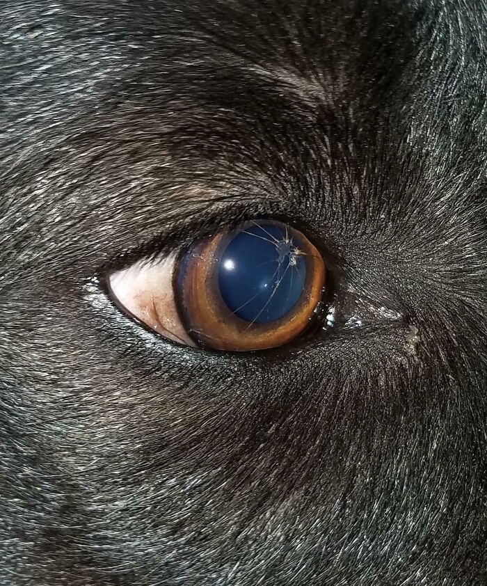 My Dog Salem Has Persistent Pupillary Membrane
