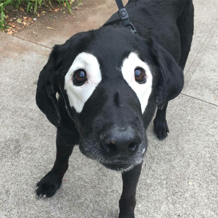 Perro de 14 años con vitiligo