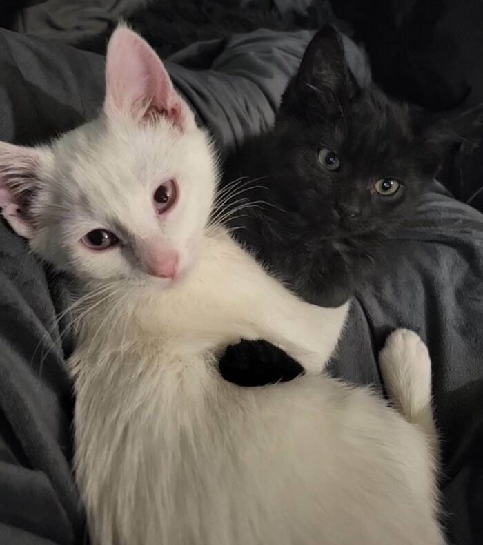 Both Of These Kittens Are Genetically Black, But One Has Albinism