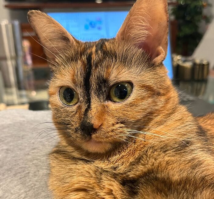 Anyone Else's Tortie Has Opposite Color Whiskers And Eyelashes?
