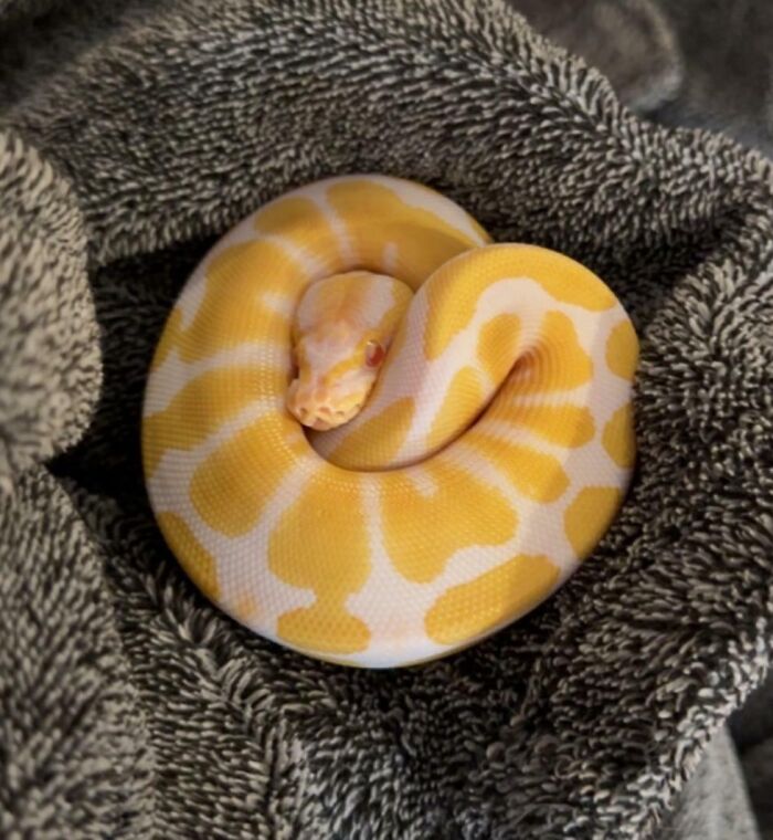 Albino Ball Python 