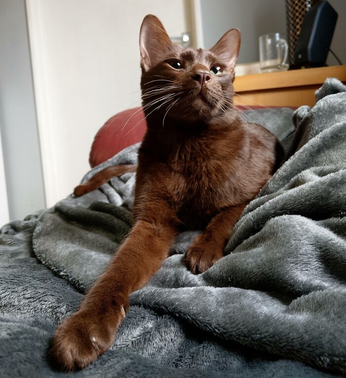 My Rare Brown Cat Here. Here's Bodhi For Your Viewing Pleasure