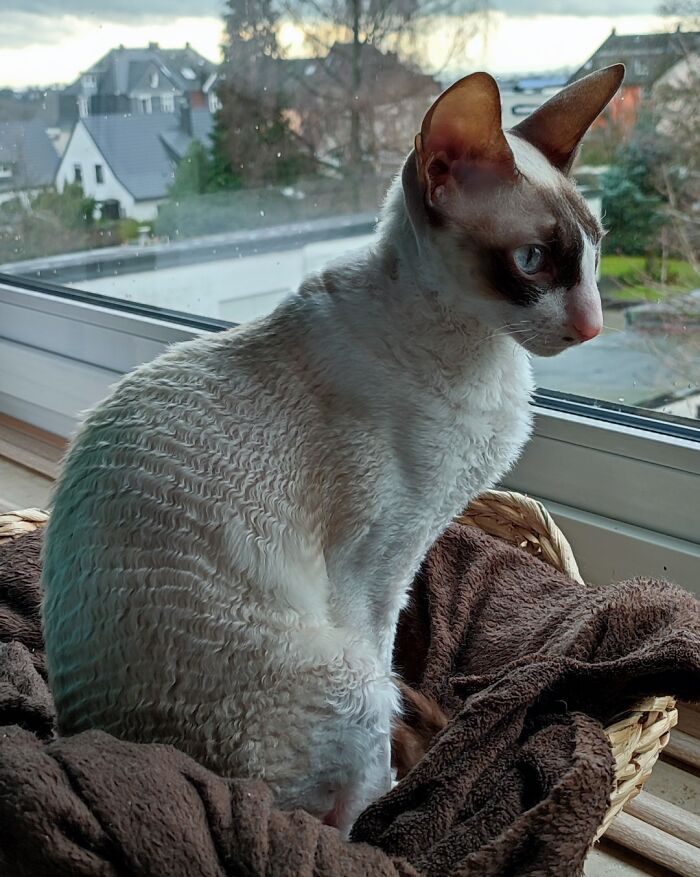 Gioia And Her Beautiful Wavy Fur (Cornish Rex Cat)