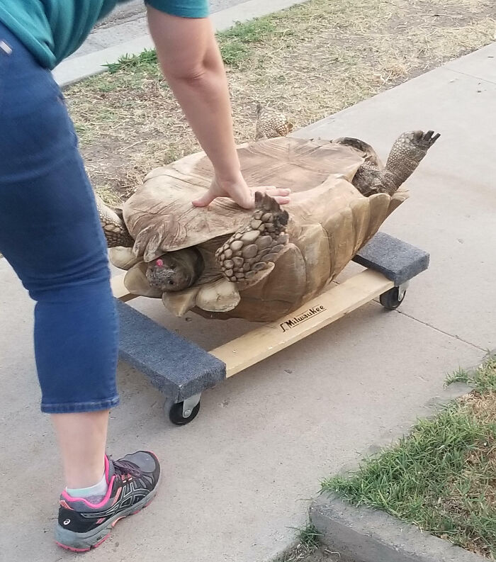 Neighbor's Tortoise Escaped And Walked Almost A Street Away. At Around 250 Pounds, This Was Their Solution To Get Her Home