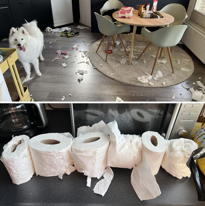 Our 10-Month-Old Puppy Found The Packet Of Toilet Paper On The Table While We Were At The Supermarket