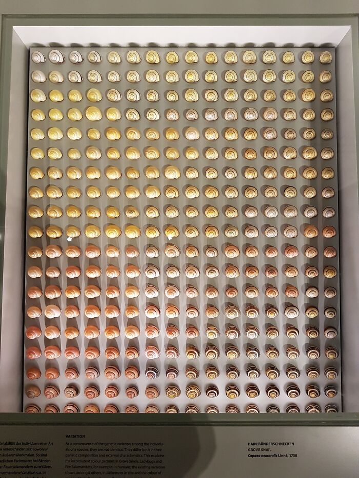 The Way This Museum Arranged Snail Shells To Demonstrate Color Variation