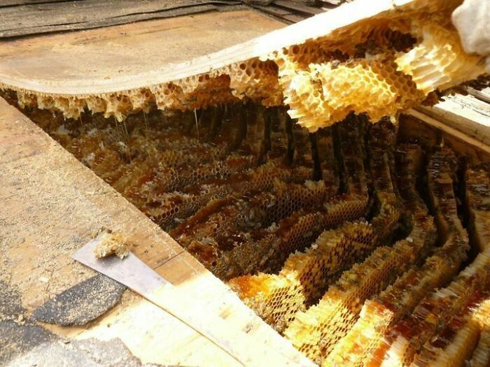 Giant Beehive Takes Over Roof. That's A Lot Of Honey