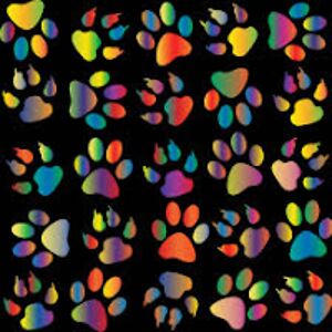 iainlachlansilvercat8888 avatar