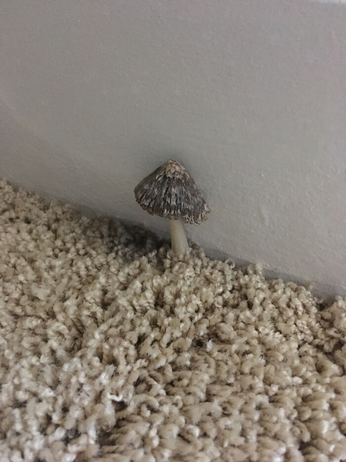 There's A Mushroom Growing Out Of The Carpet In My Room