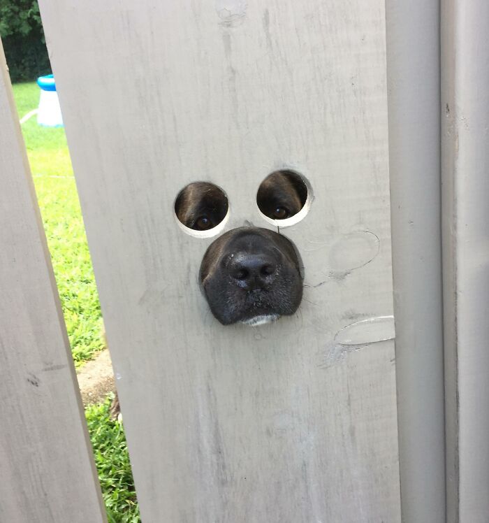 My Neighbor Cut Holes In His Gate So His Dog Could See Out