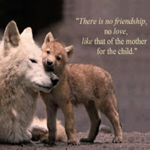 shadowpawrosecreekpack avatar