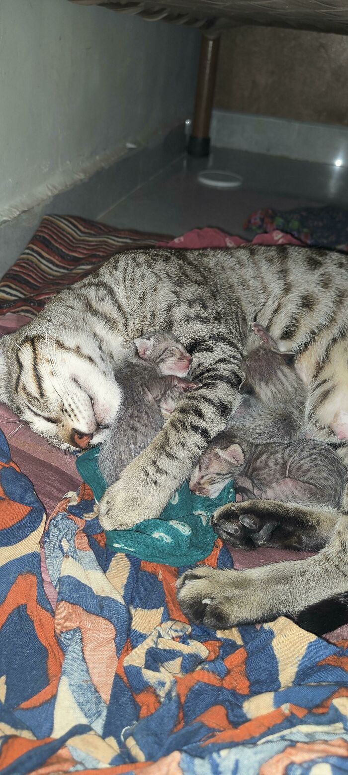 Today, I Adopted A Street Cat And Her One-Day-Old Kittens