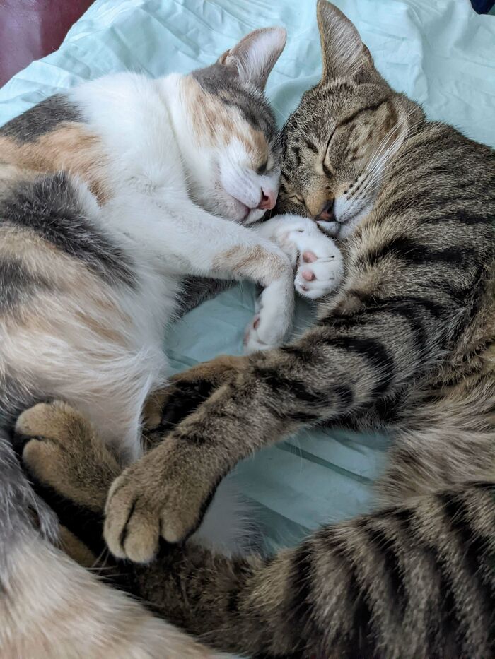 Brother And Sister We Adopted Together Who Cuddle Constantly