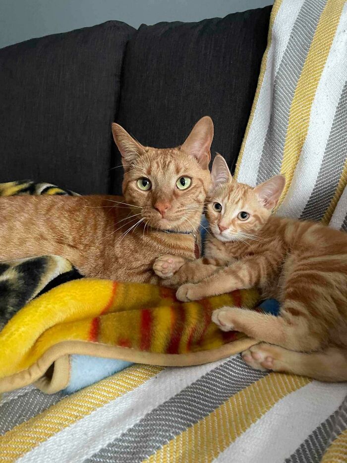 This Is Weasley And Capucine Adopted Thru Our Shelter. The Big Boy Was Lonely (And Really Playful) So His Human Adopted A Little Sister For Him. Things Seems To Be Going Great