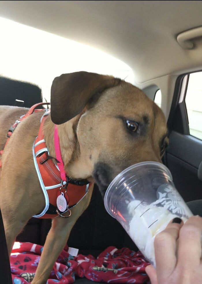 On The Euthanasia List At An Animal Shelter Instead, She Got Adopted And A Puppuccino From Starbucks