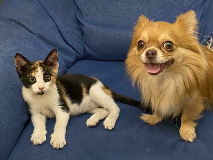 Officially Adopting My Street Foster Jpeg, Look At Her Brother's Happy Face!