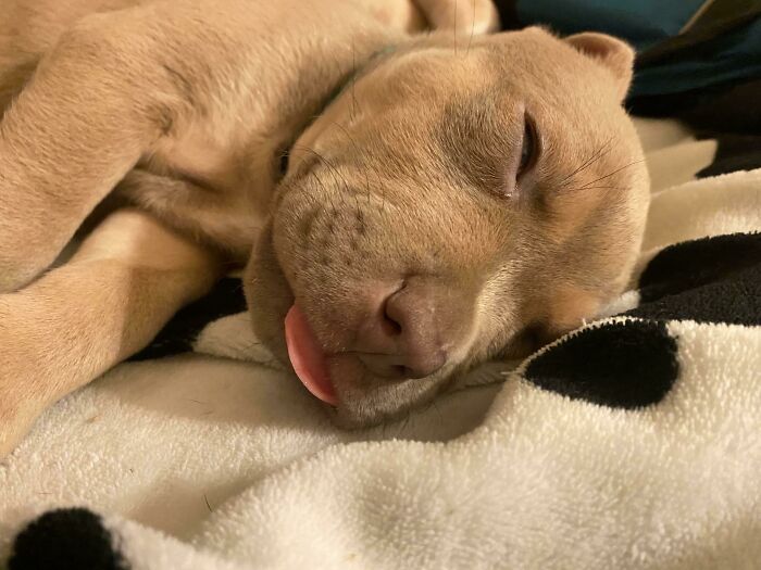 My Newly Adopted Puppy Is One Silly Sleeper
