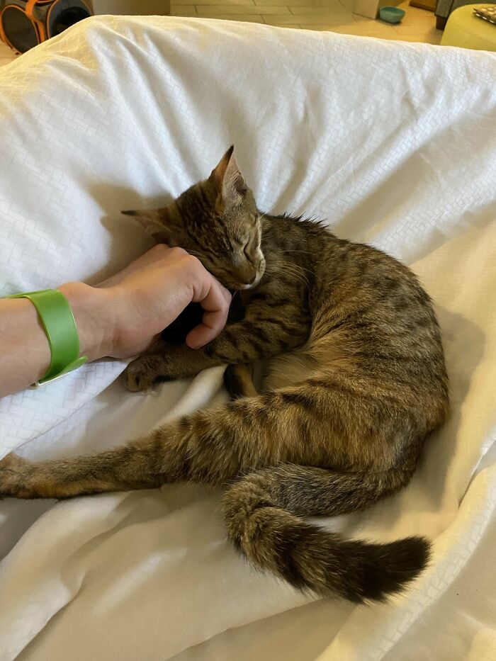 Adopted An Abandoned Kitten On Our Honeymoon