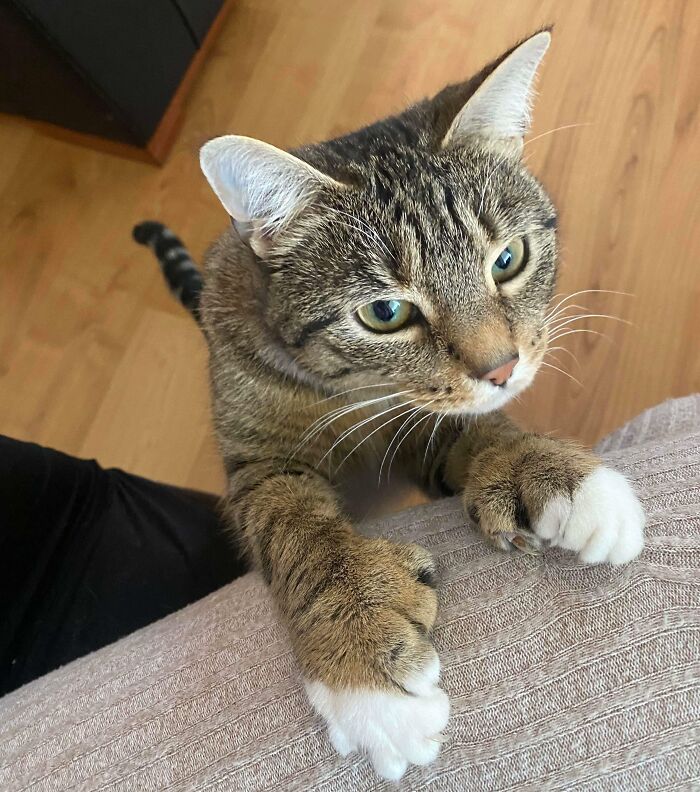 My Friend's Cat Has Extra Toes