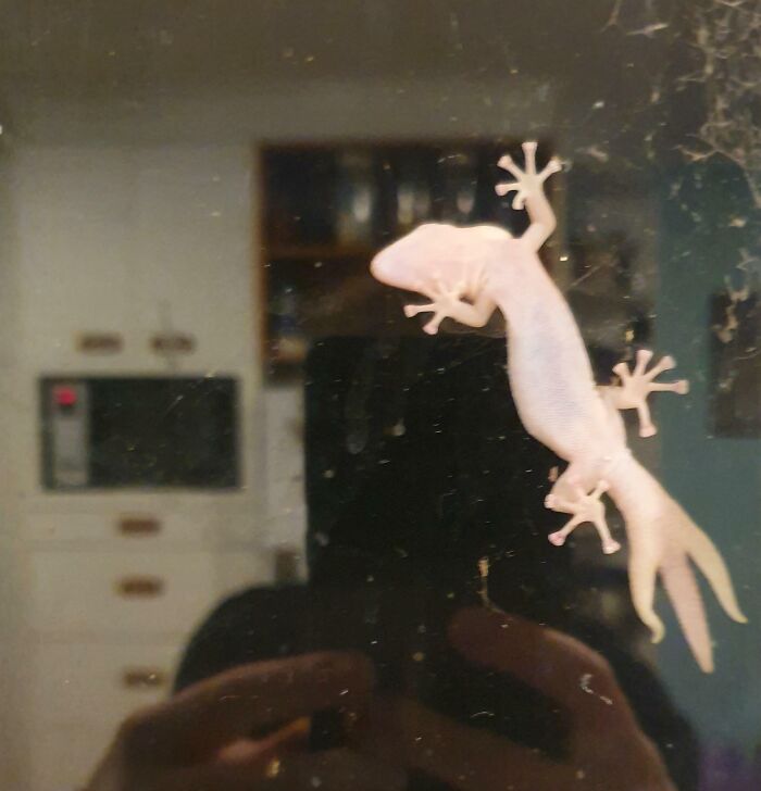 A Gecko At My Parents' House With A Deformed Trident Tail
