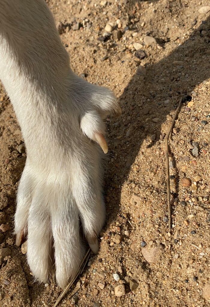 Reservation Dog With An Extra Toe