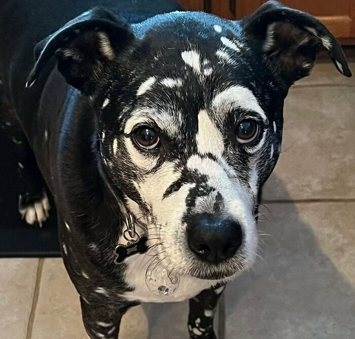 Meet Atlas - Staffy/Boxer/Aussie With Vitiligo. He Has A Tail That Wags 100 Miles Per Hour