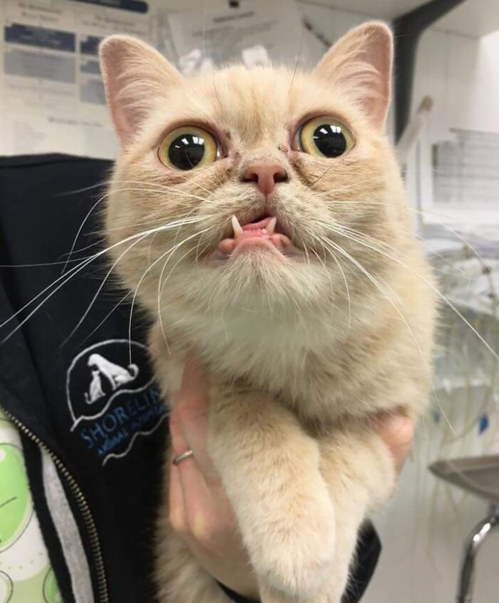 Meet Garfield! He Was Born With A Unique Smile And Loves Life