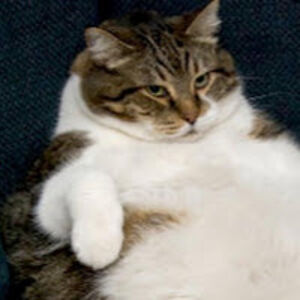 lilycastellow avatar