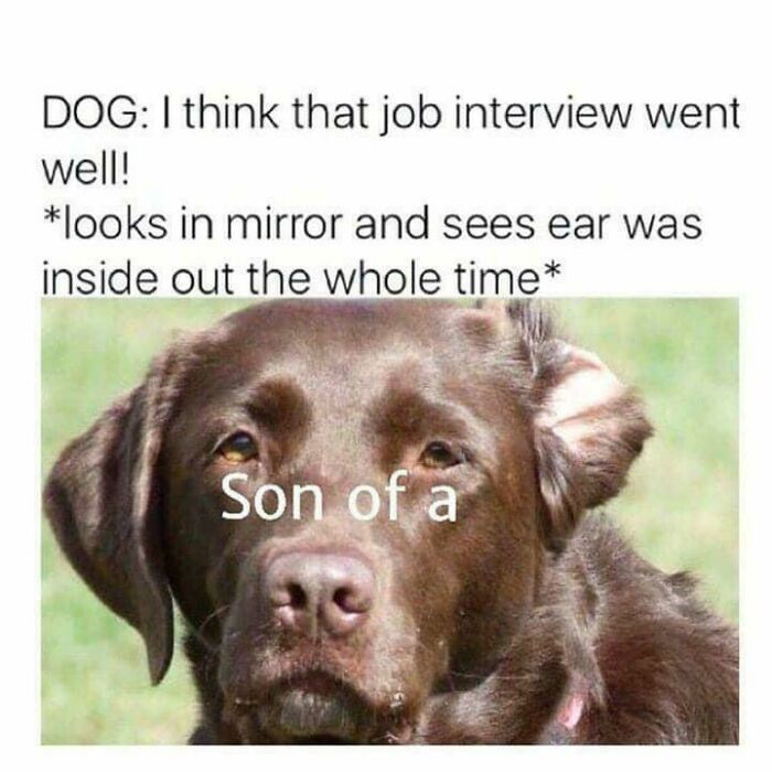 If I Was The Interviewer, I'd Definitely Hire Him, Everyone Needs A Good Boy On The Team!