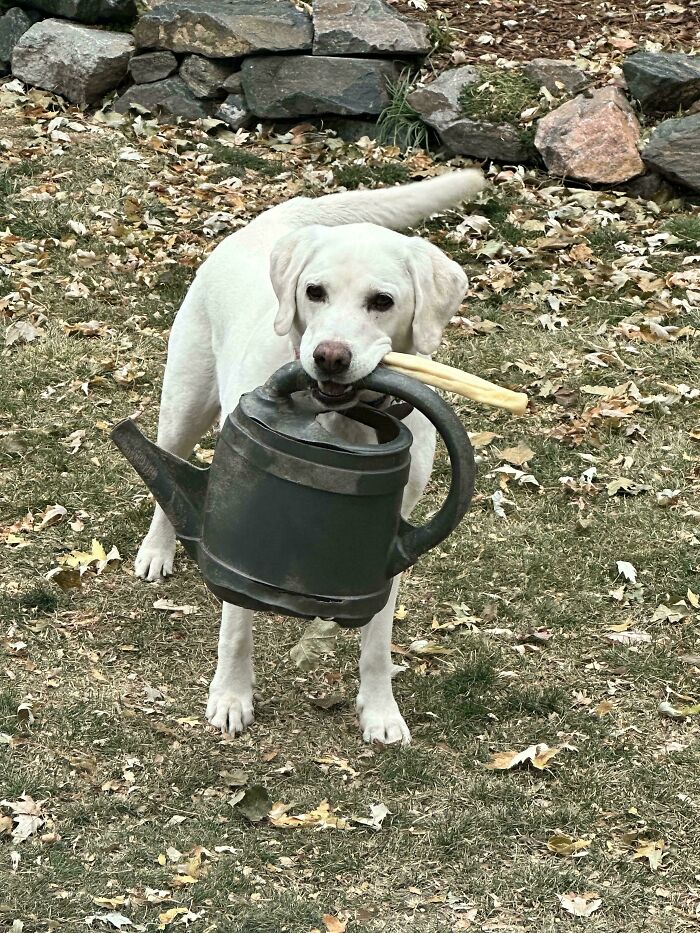 My Dad’s Watering Can Is His Dogs Favorite Toy. I Gave Good Boy A Treat Today And He Couldn’t Decide…