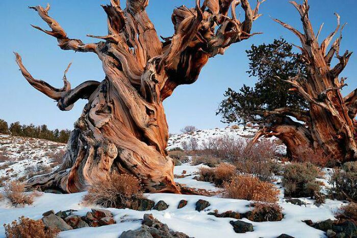 Oldest Living Thing On Earth. Methuselah, A Great Basin Bristlecone Pine, Is 4,853 Years Old