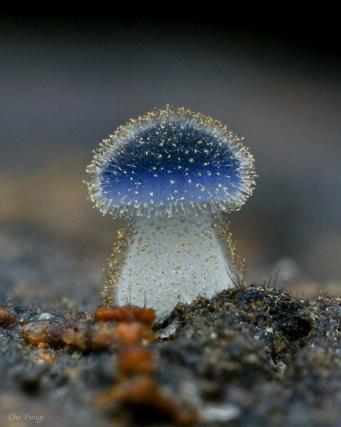 This Tiny Mushroom (Possibly Mycena Subcyanocephala)
