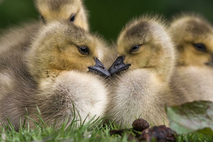Two Baby Geese Touching Beaks