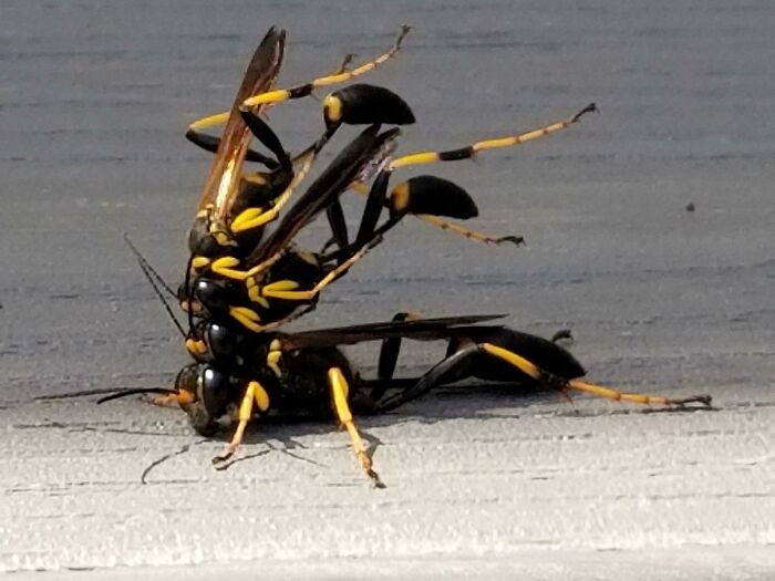 A Stack Of Wasps. Not Sure If They're Fightin' Or Fornicatin'