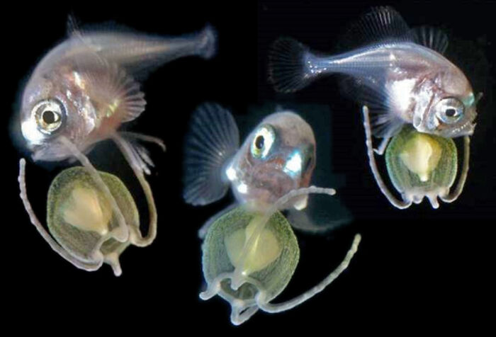 Baby Pacific Pomfret Hitching A Ride On A Baby Jellyfish (Three Angles)
