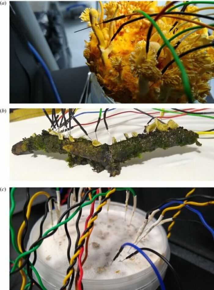 Mathematical Analysis Of The Electrical Signals Fungi Seemingly Send To One Another Has Identified Patterns That Bear A Striking Structural Similarity To Human Speech