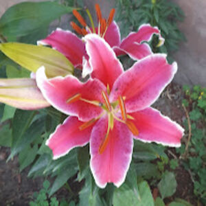 candicehuckle avatar